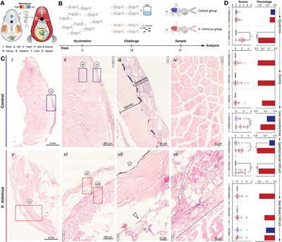 Integrated bioinformatics identifies key mediators in cytokine storm and tissue remodeling during Vibrio mimicus infection in yellow catfish (Pelteobagrus fulvidraco)